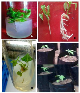 Carica papaya, biology, genetic improvement, in vitro culture, genomics