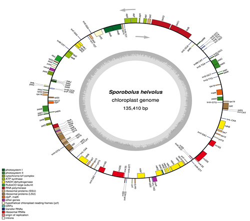Structural Characterization of complete Chloroplast Genome of Sporobolus helvolus (Poaceae)  
 