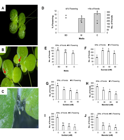 Identification of the Constituents lacking in Bonner-Devirian Medium that makes it Incapable of supporting Flowering of the Duckweed, Lemna gibba L. G3
 