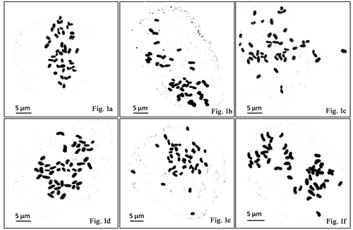 Karyotype Stasis and Genetic Diversity in Amomum spp. from Tripura, North-East India 