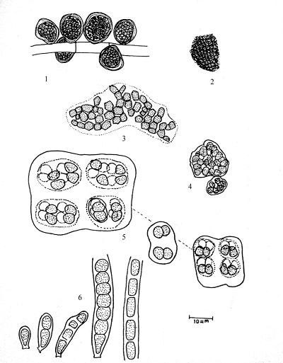 Algae, Chamaesiphonales, Pleurocapsales and Stigonematales