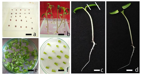 Establishment of a highly efficient Regeneration system in Tomato var. Pusa ruby amenable to Agrobacterium tumefaciens Mediated Plant Transformation system
 