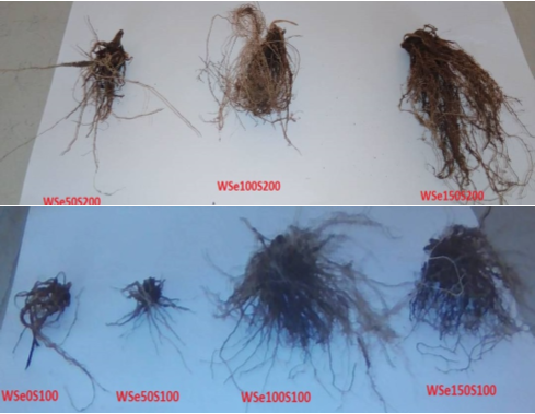 Alleviating Salinity Stress in Wheat using Selenite Seed Primed
 