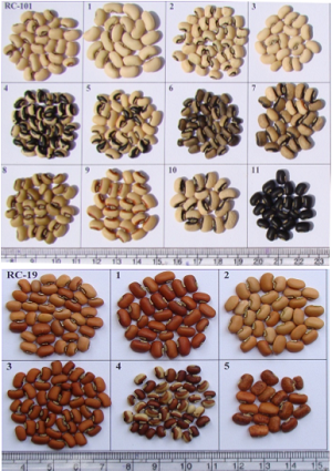 Electrophoretic characterization, cow pea, seed, storage protein,    Vigna  unguiculata