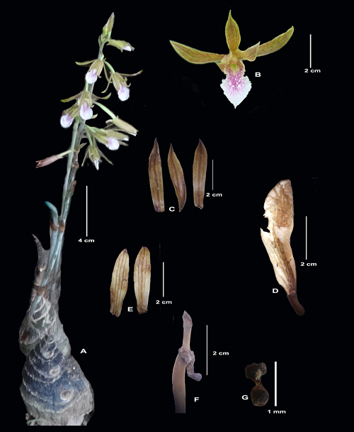 Eulophia graminea, E. bicallosa, Orchidaceae, Tripura
