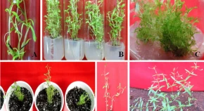Conservation, ex vitro rooting, 
                Oldenlandia herbacea
              , plant growth regulators