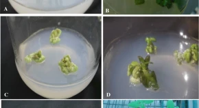 Shoot organogenesis and assessment of clonal fidelity of regenerated plants of Ocimum tenuiflorum L.: Queen of Herbs  