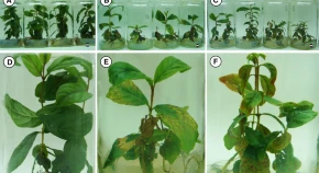 Myrtaceae, Micropropagation, Nutritional analysis, n                Psidium guajavan              , n                Pisidium guineensen              , Photosynthetic pigments