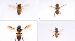 Morphometric characterization of Apis species (Hymenoptera: Apoidea)  