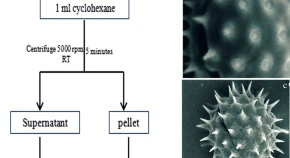 Glycoproteins, Peroxidases, Proteases, Tryphine, Pollen–pistil interaction, Sunflower