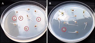 Disease responses of different tomato (Solanum lycopersicum L.) cultivars inoculated with culture filtrates of selected fungal pathogens  
