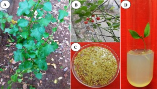 High frequency in vitro plantlet regeneration in Solanum trilobatum L., an important ethno-medicinal plant and confirmation of genetic fidelity of R1 plantlets by using ISSR and RAPD markers  