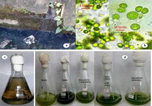 n                Chlorella ellipsoidean              , Sewage water, Nutrient uptake, Phycoremediation, Phaeopigment