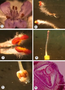 Mating strategies in a ruderal weed: case history of Hyptis suaveolens (L.) Poit.  