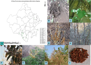 Evaluation of isoflavonoid content in context to tuber size and seed biology study of Pueraria tuberosa (Roxb.ex.Willd.) DC: a vulnerable medicinal plant  
