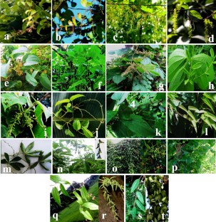 Assessment of sex specific relationship among nine Dioscorea species found in Tripura by using morphometric and micro morphometric markers  