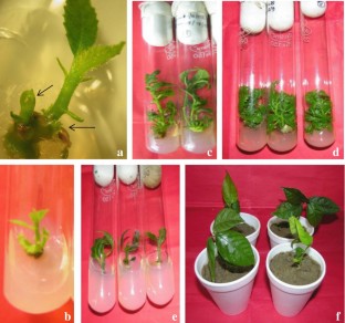 Improved plant regeneration method of Artocarpus lakoocha Roxb. from immature seeds  