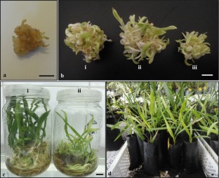 Chlorophyll content, Foliar surface, Genetic conformity, Organogenesis, Peroxidase activity, 
                        Phoenix dactylifera L., Protein concentration, Stomatal conductance