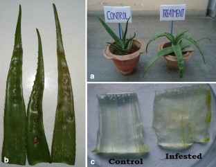 Biochemical alterations in Aloe vera (L.) Burm. f. leaves infected with Colletotrichum gloeosporioides  