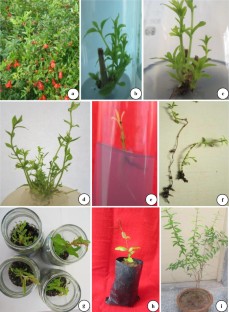 Ex vitro rooting, Horticultural fruit plant, Micropropagation, Lythraceae, 
                        P. granatum cv. Jalore seedless