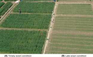 Characterization of terminal heat tolerance in bread wheat (Triticum aestivum L.) using differences in agronomic traits as potential selection criteria  