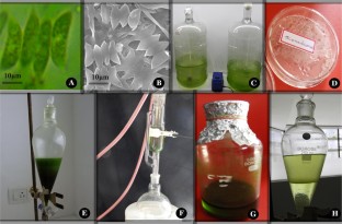 Microalgae, Biomass productivity, Synthetic seed, Algal oil, GC–MS