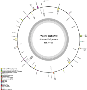 Mitochondrial genome, 
                Phoenix dactylifera
              , Seedless mutant, Nucleotide variations, SNPs