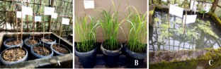Dissecting the morpho-physiological and biochemical responses in some traditional rice cultivars under submergence stress  