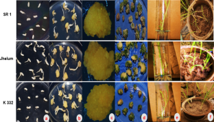 In vitro plant regeneration of some recalcitrant indica rice (Oryza sativa L.) varieties  