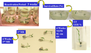 Artificial seeds, Slow growth storage, Storage conditions, Sucrose concentration, Synseeds