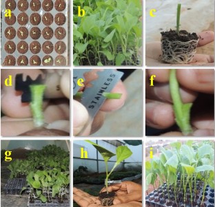 Brinjal, Grafts, Resistant varieties, Rootstock, Scion, 
                Solanum torvum
              