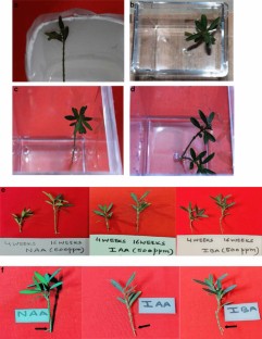 Auxin supplemented Hoagland′s medium exhibits potentials of conserving endangered Taxus baccata subsp wallichiana  
