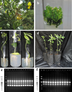 Micropropagation and clonal fidelity assessment of acclimatized plantlets of Crotalaria longipes Wight & Arn. using ISSR markers  