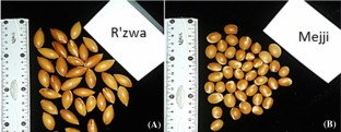 Adventitious shoot buds, 
                        Argania spinosa (L.) Skeels, Germination, In vitro rooting, Micropropagation, Organogenesis