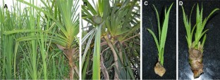 
                Pandanus canaranus
              , Endemic, Medicinal plant, Regeneration, Acclimatization