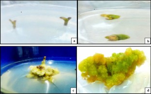 High frequency in vitro callogenesis and plant regeneration of Glycyrrhiza glabra L.  