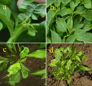 Validation for the prevalence of virus complex and identification of virus resistance lines among the genotypes of chilli (Capsicum annuum L.)  