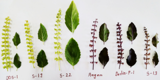 Field marker character for essential oil content in green herbage through leaf colour intensity in holy basil (Ocimum sanctum L.)  