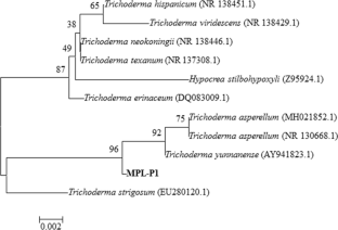 
                Trichoderma yunnanense
              , Internal transcribed spacer, Growth promoting fungi, Antagonism