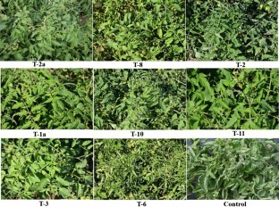 Effect of tomato yellow leaf curl disease on yield, height and chlorophyll of open field grown tomato genotypes in Oman  