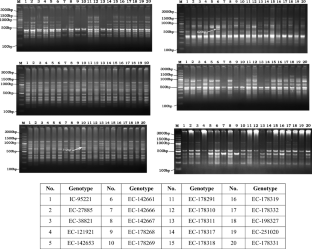 Evaluation of divergence in underutilized wonder legume winged bean [Psophocarpus tetragonolobus (L.) DC.] using ISSR markers  
