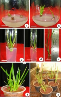 Large-scale production of in vitro plantlets of sweet flag (Acorus calamus L.) and quantitative analysis of α- and β-asarone contents using high pressure liquid chromatography  