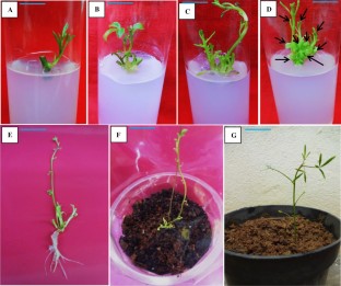 
                        Corynandra chelidonii var. pallae
                     , Genetic fidelity analysis, ISSR, Organogenesis, Plant regeneration