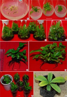 In vitro propagation of insectivorous plant Nepenthes khasiana Hook. F.- an endangered ornamental and ethnomedicinal species  