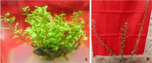 Adaptation, 
                Aerva lanata
              , Leaf micro-morphology, Micropropagation, Stomata