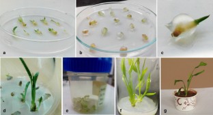 
                Alpinia galanga
              , Synthetic seed, Calcium-alginate, RAPD