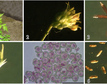 
                Artemisia
              , Breeding, Cytology, Flexible, Meiosis, Rootstock variation