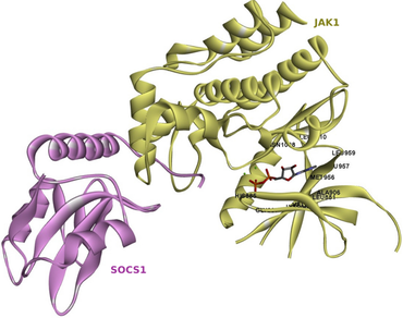 SOCS1, JAK1, Ubiquitination, STAT, HNSC, Structural-based drug discovery, Combinatorial therapy