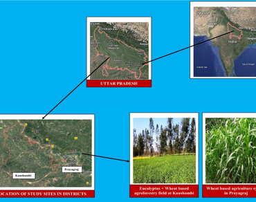 Economic evaluation of agroforestry and non-agroforestry systems in Eastern Uttar Pradesh, India  