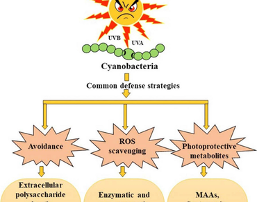Cyanobacteria, Mycosporine-like amino acids, Scytonemin, Carotenoids, Sunscreens, Biotechnological activity